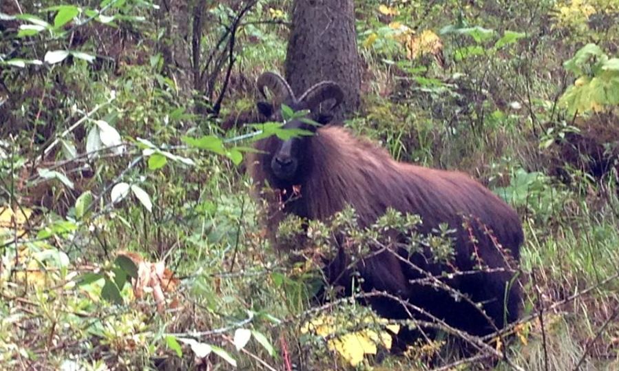 Mountain goat ( jharal ) on route from Namche Bazaar to Tyangboche