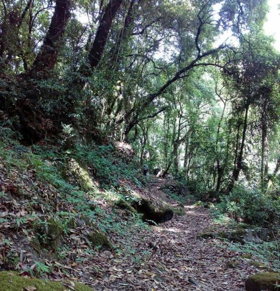 Forest trail in Langtang Khola Valley