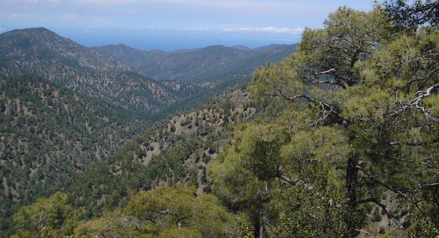 Forested hills of Tylliria on route to Stavros tis Psokas