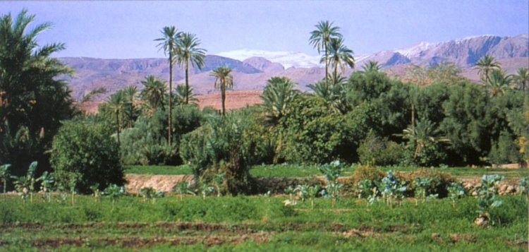 Tinerhir oasis and the Middle Atlas in sub-sahara Morocco