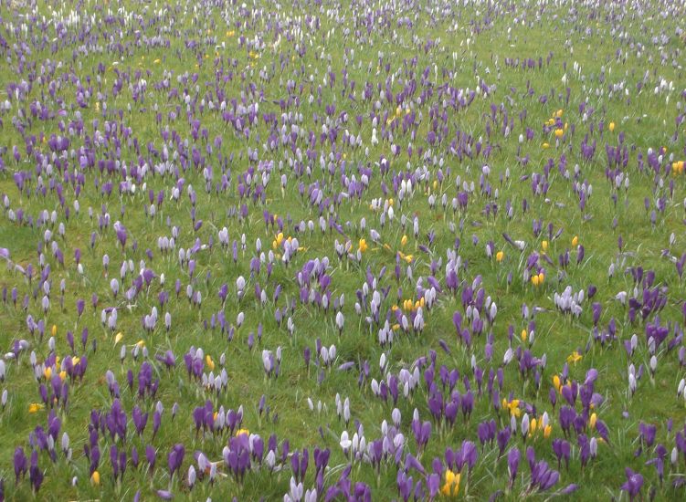 Crocus in Springtime