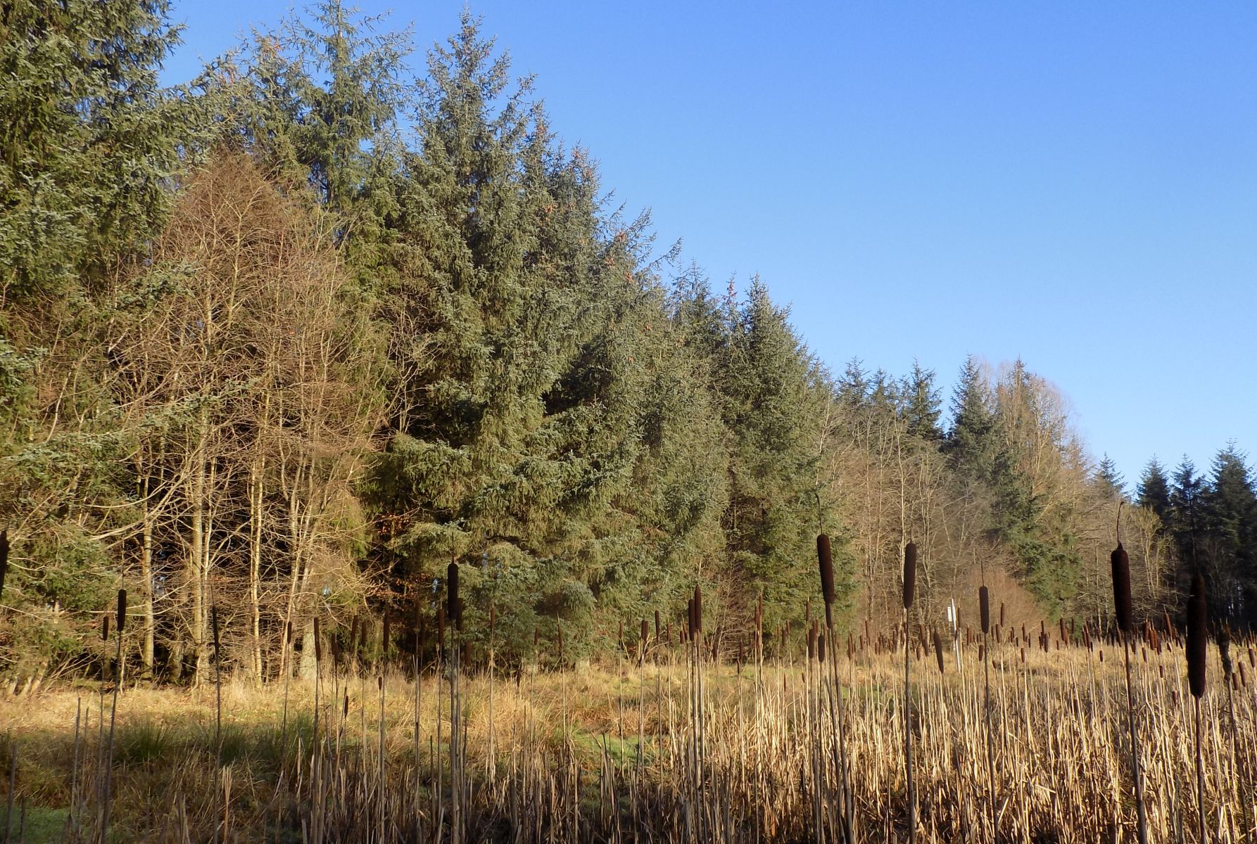 Orchardton Woods at Broadwood Loch at Cumbernauld