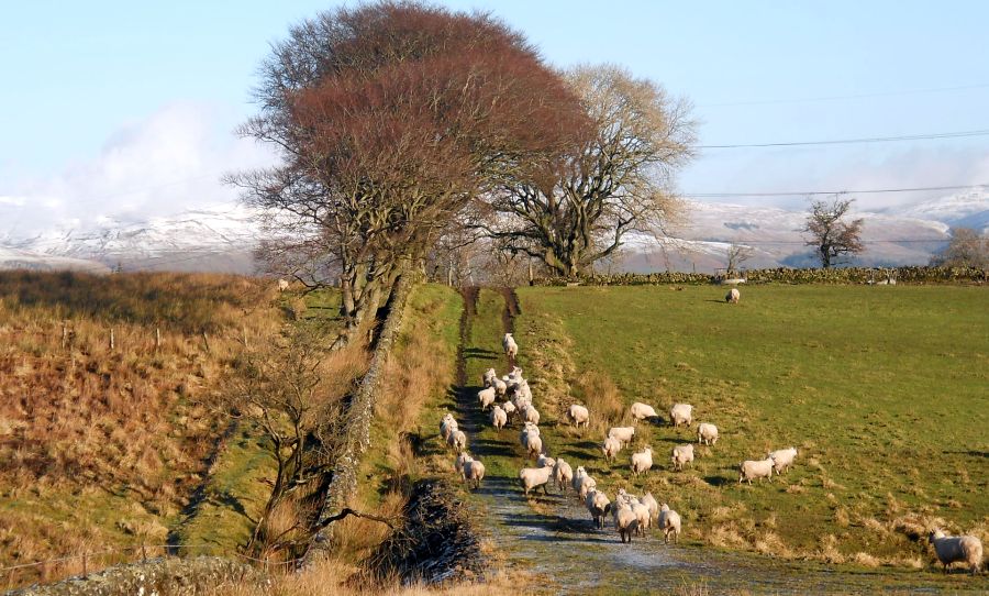 Path to Craigton