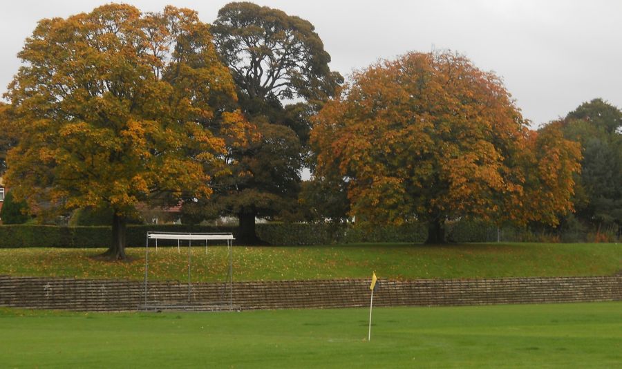 Trees in Garscube Estate in Bearsden