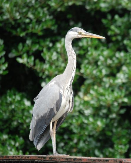 Heron on Walkway