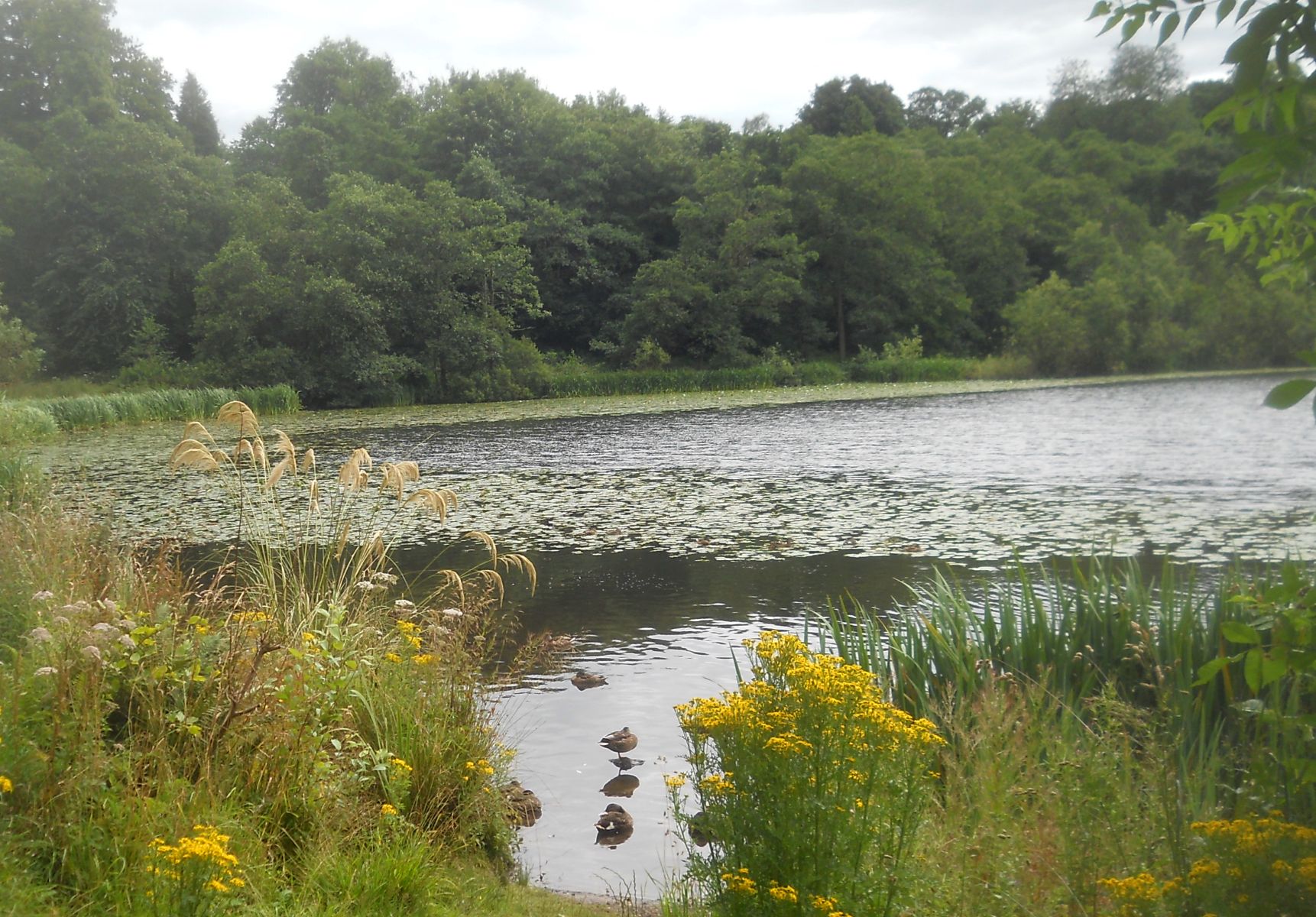 Kilmardinny Loch in Bearsden