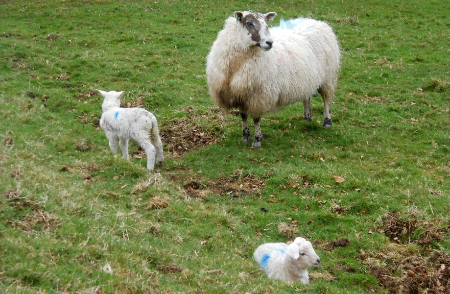 Spring lambs