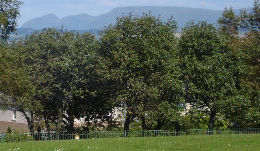 Dumgoyne and the Campsie Fells from Springburn Park