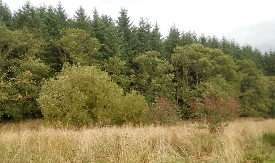 Lennox Forest from the Mealybrae Path