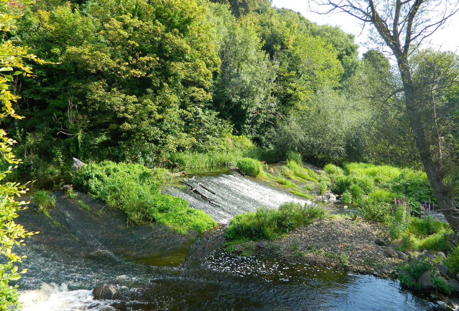 Weir in the Water of Leith