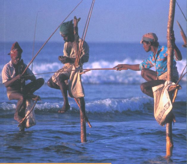 Stilt Fishermen at Hikkaduwa