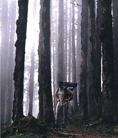 Forest in the Lower Langtang Valley by Aidan Roberts